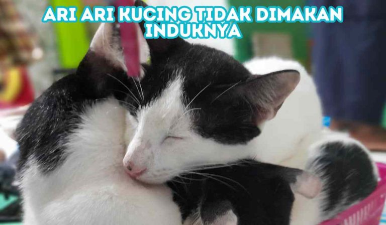 Ari Ari Kucing Tidak Dimakan Induknya