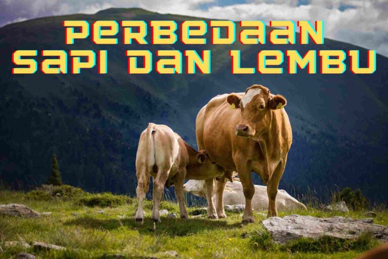 Apa Beda Sapi dan Lembu