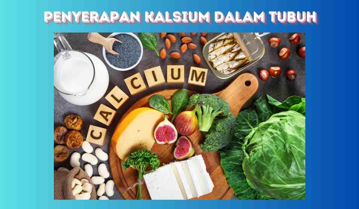 Penyerapan Kalsium dalam Tubuh