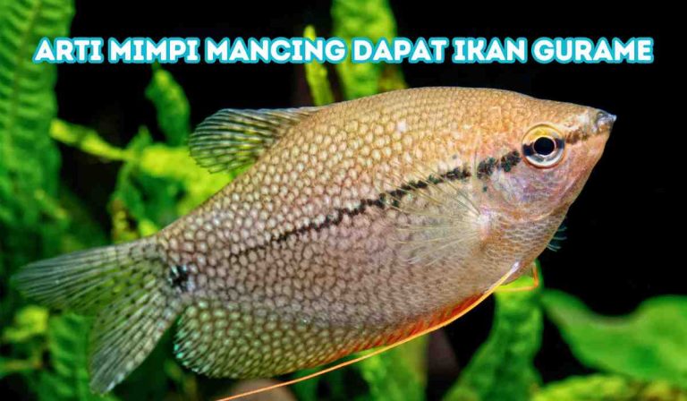 Arti Mimpi Mancing Dapat Ikan Gurame